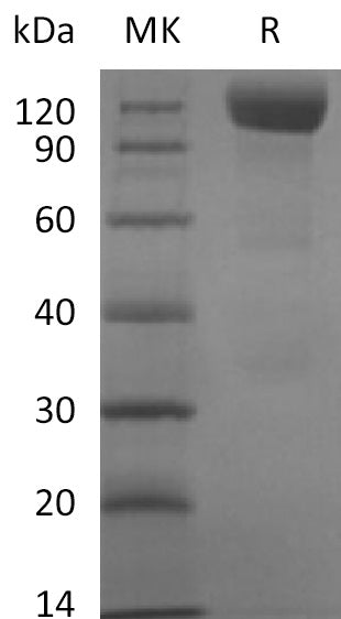 BL-2722NP: Greater than 90% as determined by reducing SDS-PAGE. (QC verified)