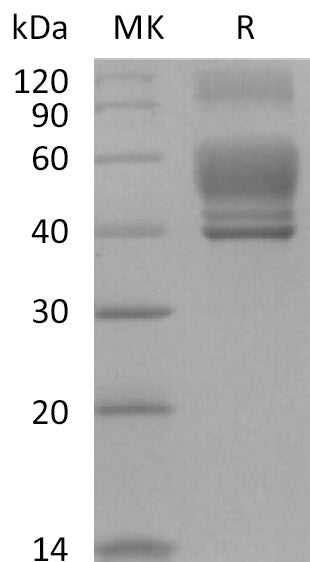 BL-2093NP: Greater than 95% as determined by reducing SDS-PAGE. (QC verified)