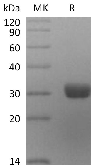 BL-2212NP: Greater than 95% as determined by reducing SDS-PAGE. (QC verified)