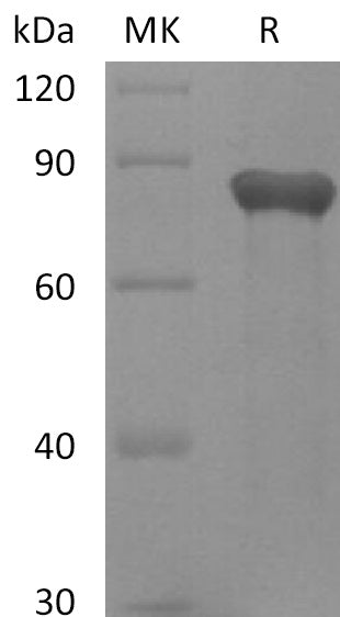 BL-2214NP: Greater than 95% as determined by reducing SDS-PAGE. (QC verified)