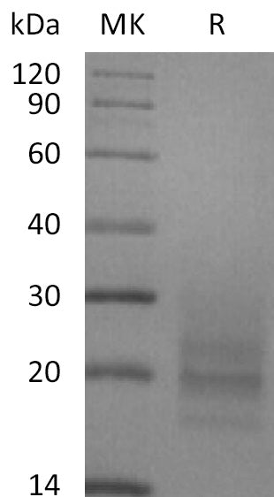 BL-2166NP: Greater than 95% as determined by reducing SDS-PAGE. (QC verified)