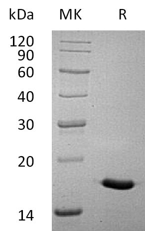 BL-1750NP: Greater than 95% as determined by reducing SDS-PAGE. (QC verified)