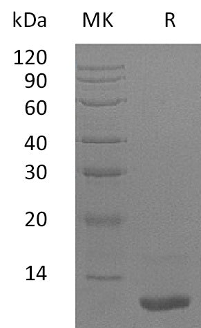 BL-1689NP: Greater than 95% as determined by reducing SDS-PAGE. (QC verified)