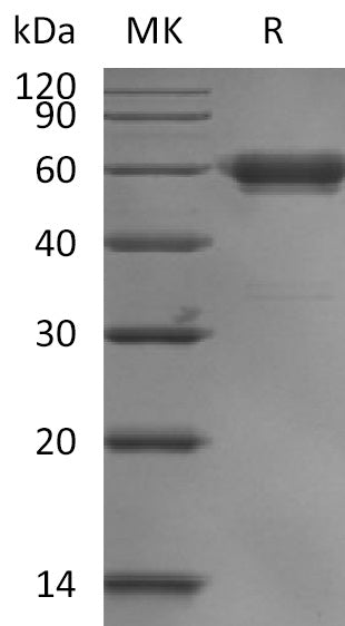 BL-2217NP: Greater than 95% as determined by reducing SDS-PAGE. (QC verified)