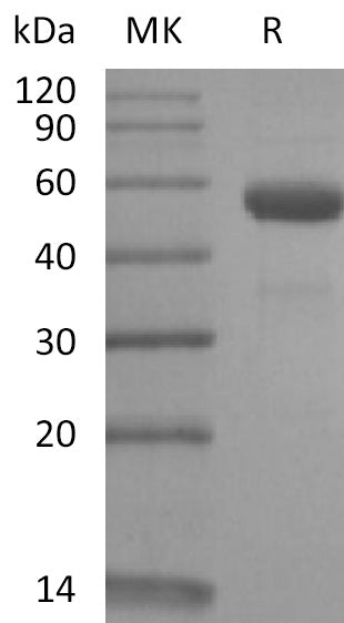 BL-2167NP: Greater than 95% as determined by reducing SDS-PAGE. (QC verified)