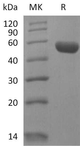 BL-2219NP: Greater than 95% as determined by reducing SDS-PAGE. (QC verified)