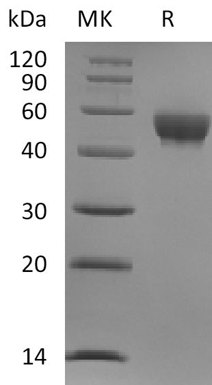 BL-2226NP: Greater than 95% as determined by reducing SDS-PAGE. (QC verified)