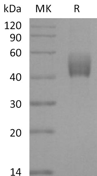 BL-2223NP: Greater than 95% as determined by reducing SDS-PAGE. (QC verified)