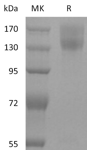 BL-2225NP: Greater than 95% as determined by reducing SDS-PAGE. (QC verified)