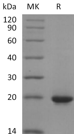 BL-2224NP: Greater than 95% as determined by reducing SDS-PAGE. (QC verified)