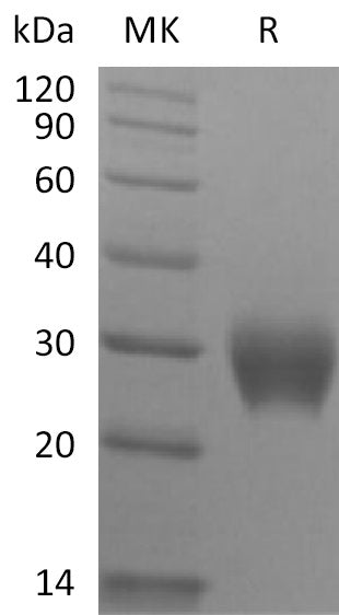 BL-2220NP: Greater than 95% as determined by reducing SDS-PAGE. (QC verified)