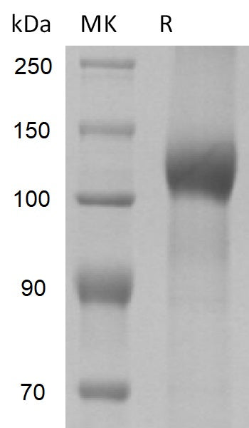 BL-2230NP: Greater than 90% as determined by reducing SDS-PAGE. (QC verified)