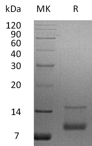 BL-1780NP: Greater than 95% as determined by reducing SDS-PAGE. (QC verified)