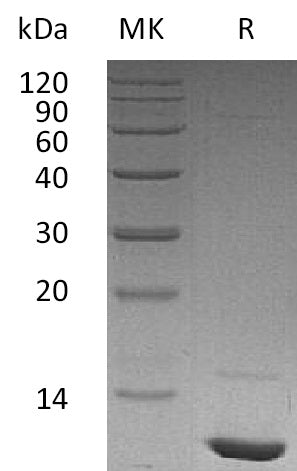 BL-1781NP: Greater than 95% as determined by reducing SDS-PAGE. (QC verified)