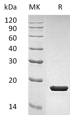 BL-1733NP: Greater than 95% as determined by reducing SDS-PAGE. (QC verified)