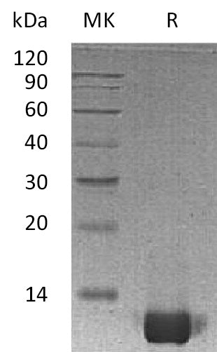 BL-2883NP: Greater than 95% as determined by reducing SDS-PAGE. (QC verified)