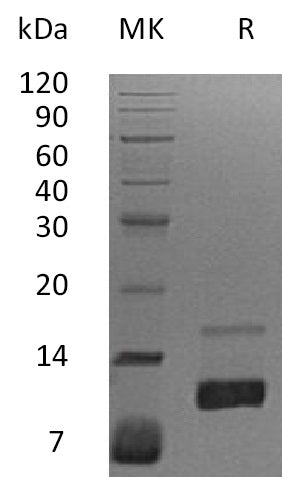 BL-2878NP: Greater than 95% as determined by reducing SDS-PAGE. (QC verified)