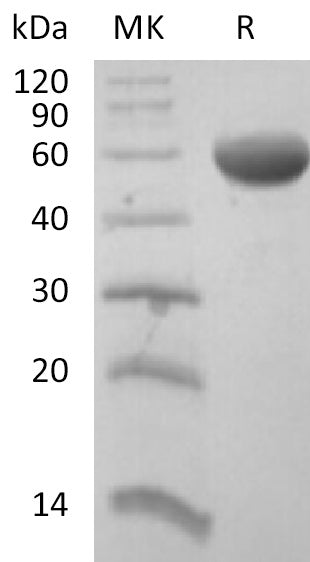 BL-2168NP: Greater than 95% as determined by reducing SDS-PAGE. (QC verified)