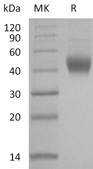 BL-2095NP: Greater than 95% as determined by reducing SDS-PAGE. (QC verified)