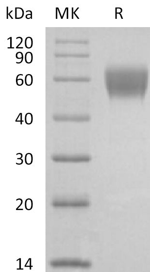 BL-2231NP: Greater than 95% as determined by reducing SDS-PAGE. (QC verified)