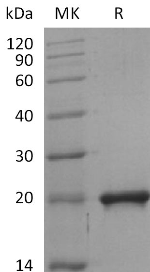 BL-2233NP: Greater than 95% as determined by reducing SDS-PAGE. (QC verified)