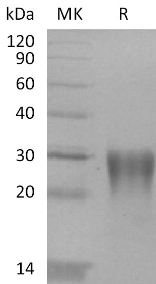 BL-2234NP: Greater than 95% as determined by reducing SDS-PAGE. (QC verified)