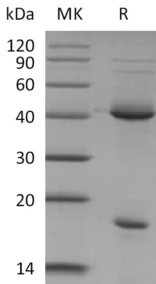 BL-2097NP: Greater than 95% as determined by reducing SDS-PAGE. (QC verified)