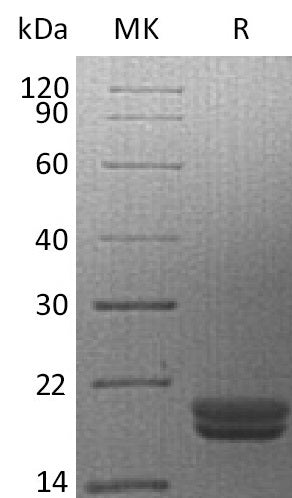 BL-1738NP: Greater than 95% as determined by reducing SDS-PAGE. (QC verified)