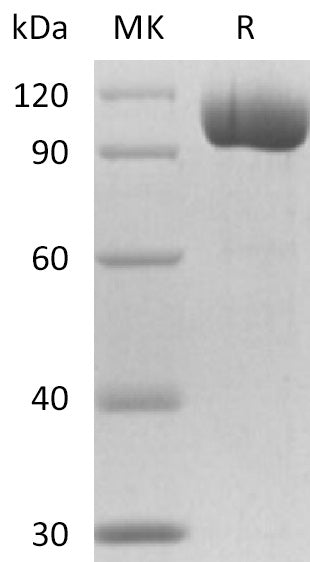 BL-2692NP: Greater than 95% as determined by reducing SDS-PAGE. (QC verified)