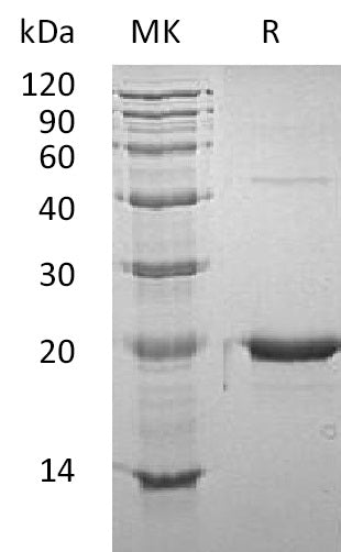 BL-1784NP: Greater than 95% as determined by reducing SDS-PAGE. (QC verified)