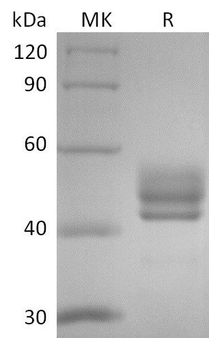 BL-2593NP: Greater than 95% as determined by reducing SDS-PAGE. (QC verified)