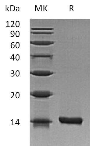 BL-1783NP: Greater than 95% as determined by reducing SDS-PAGE. (QC verified)