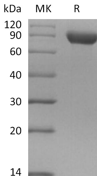 BL-2700NP: Greater than 95% as determined by reducing SDS-PAGE. (QC verified)