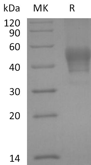 BL-2169NP: Greater than 95% as determined by reducing SDS-PAGE. (QC verified)