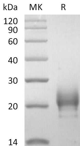 BL-2518NP: Greater than 95% as determined by reducing SDS-PAGE. (QC verified)