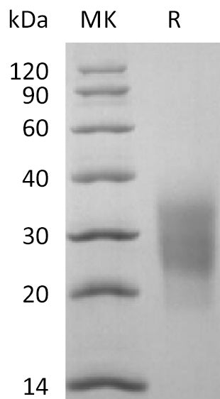 BL-2704NP: Greater than 95% as determined by reducing SDS-PAGE. (QC verified)