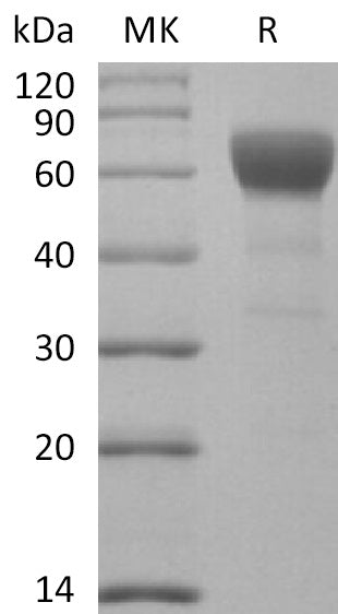 BL-2772NP: Greater than 95% as determined by reducing SDS-PAGE. (QC verified)