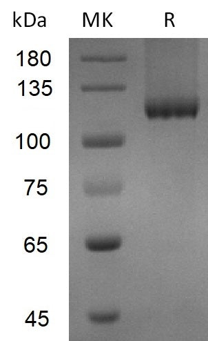 BL-2774NP: Greater than 95% as determined by reducing SDS-PAGE. (QC verified)