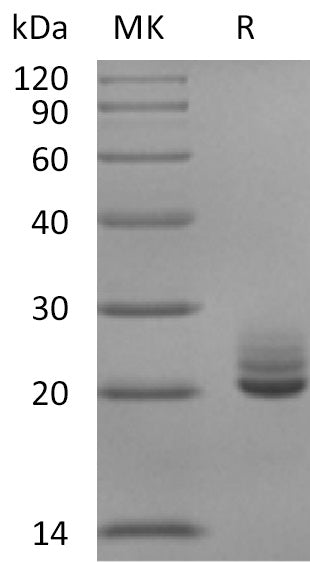 BL-2880NP: Greater than 95% as determined by reducing SDS-PAGE. (QC verified)