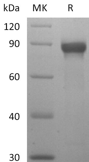 BL-2557NP: Greater than 95% as determined by reducing SDS-PAGE. (QC verified)