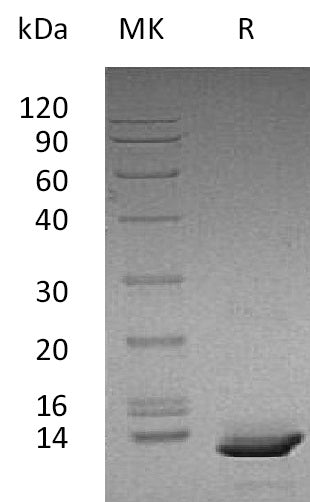 BL-1754NP: Greater than 95% as determined by reducing SDS-PAGE. (QC verified)