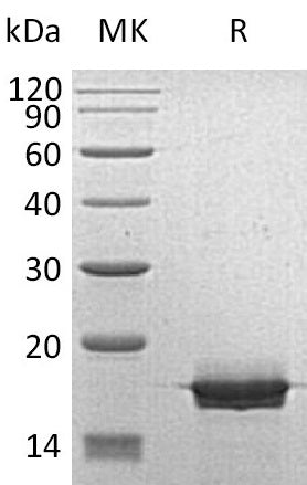 BL-0002NP: Greater than 95% as determined by reducing SDS-PAGE. (QC verified)