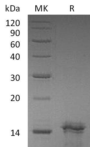 BL-1769NP: Greater than 95% as determined by reducing SDS-PAGE. (QC verified)