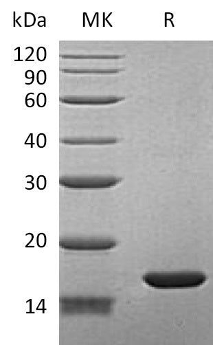 BL-0340NP: Greater than 95% as determined by reducing SDS-PAGE. (QC verified)