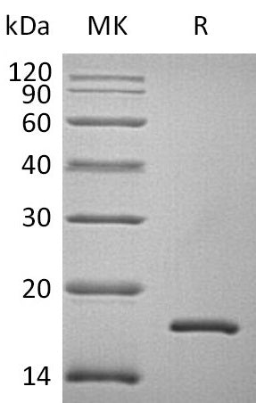 BL-0336NP: Greater than 95% as determined by reducing SDS-PAGE. (QC verified)