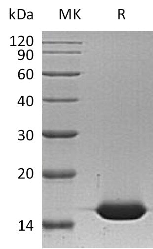 BL-0335NP: Greater than 95% as determined by reducing SDS-PAGE. (QC verified)