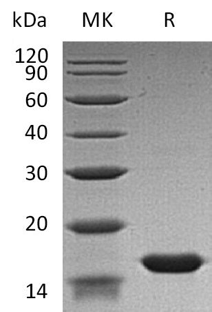 BL-0337NP: Greater than 95% as determined by reducing SDS-PAGE. (QC verified)