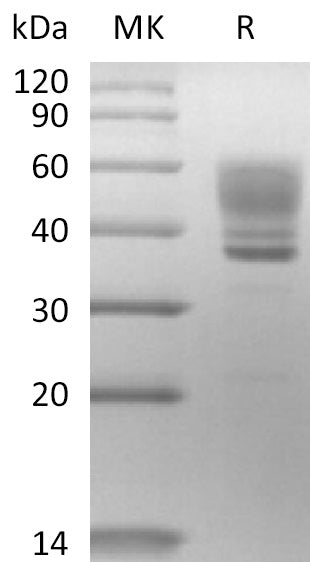 BL-2896NP: Greater than 95% as determined by reducing SDS-PAGE. (QC verified)