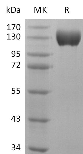 BLS-0997NP: Greater than 95% as determined by reducing SDS-PAGE. (QC verified)