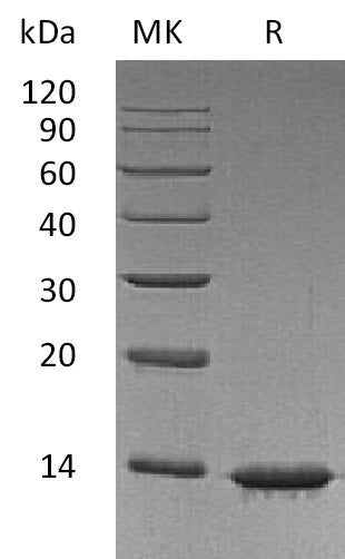 LEP-1357NP: Greater than 95% as determined by reducing SDS-PAGE. (QC verified)